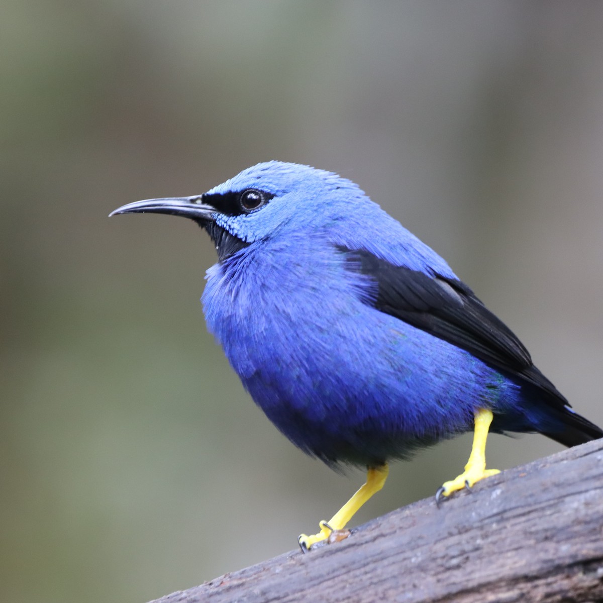 Shining Honeycreeper - ML645040435