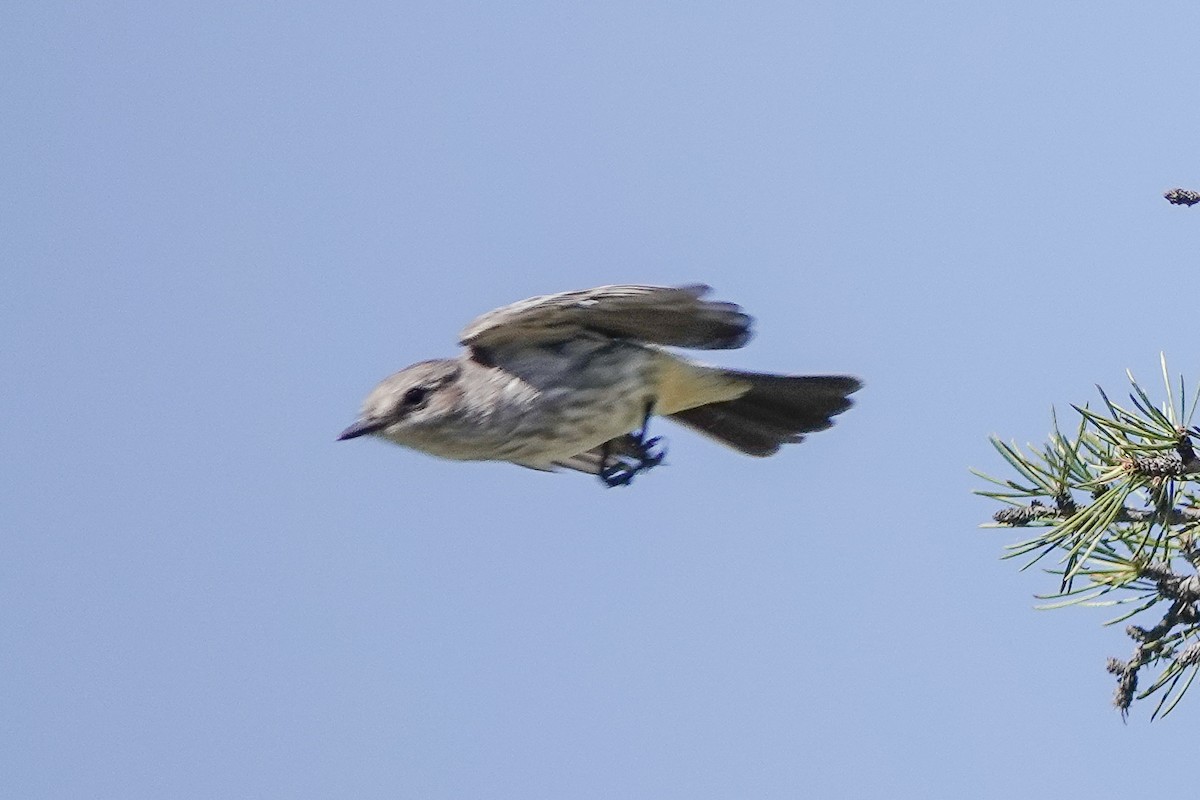 Vermilion Flycatcher - ML645040436