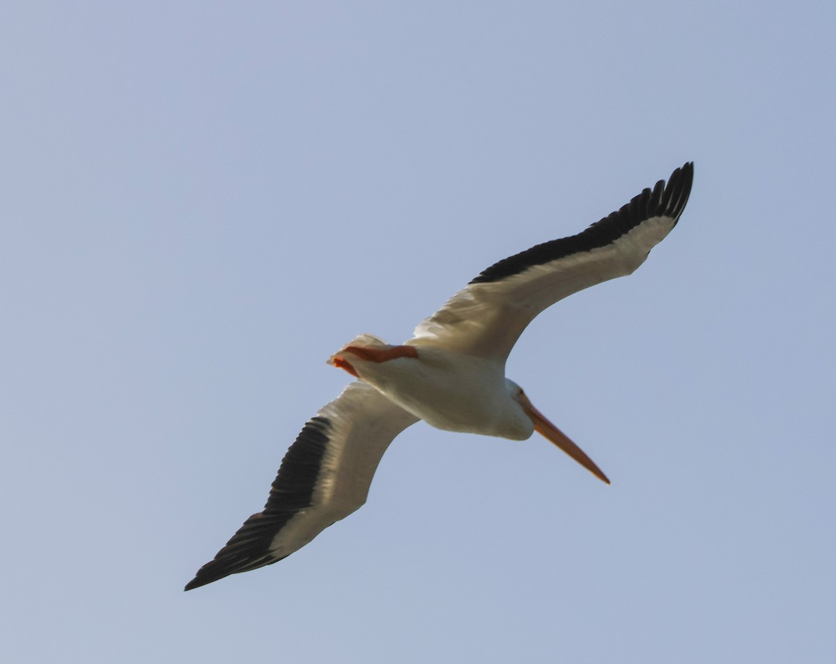 American White Pelican - ML645040438