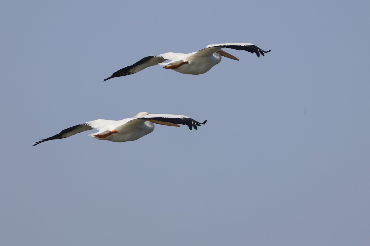 American White Pelican - ML645040439