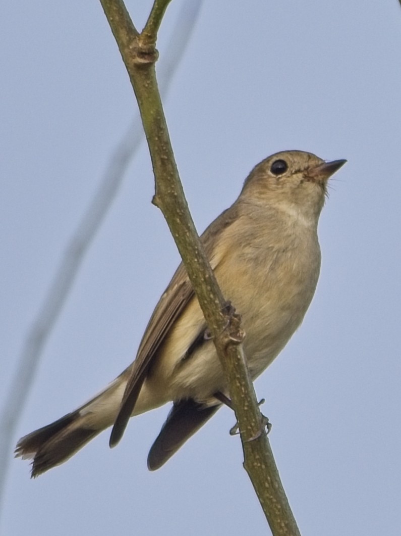 Taiga Flycatcher - ML645040440