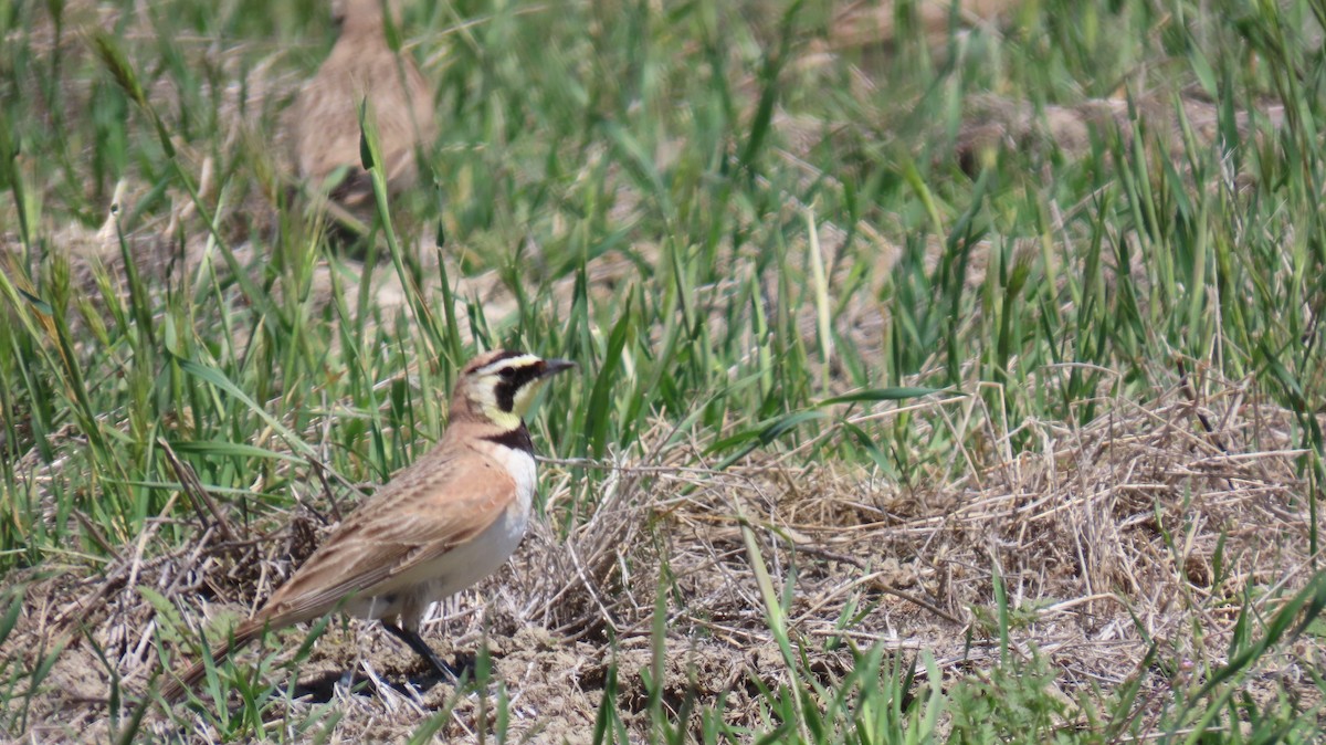 Horned Lark - ML645040449