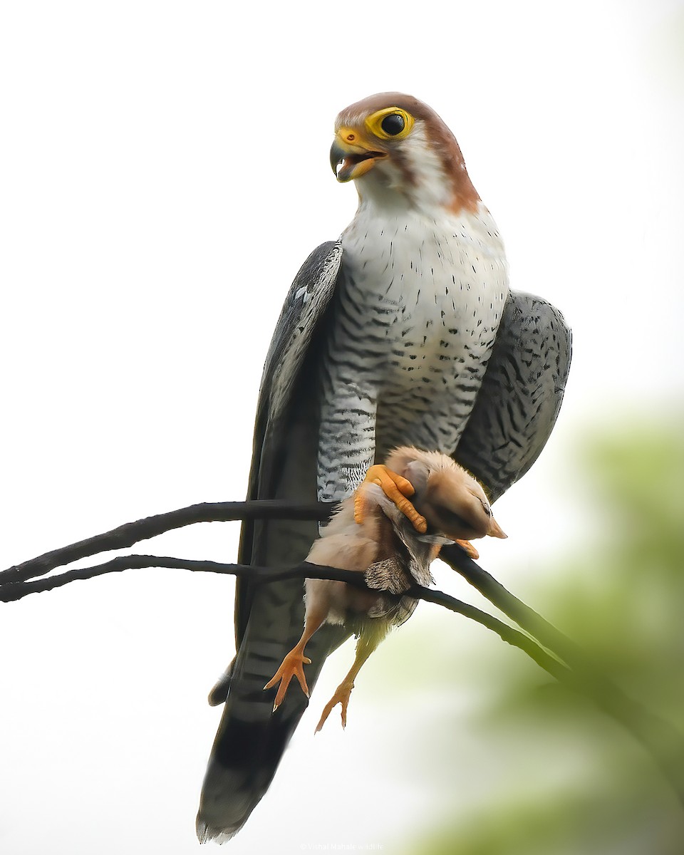 בז אדום-עורף - ML645040450