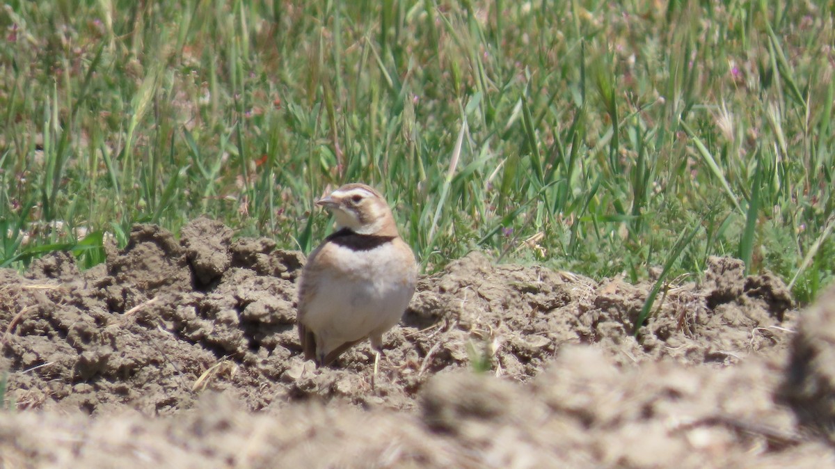 Horned Lark - ML645040452