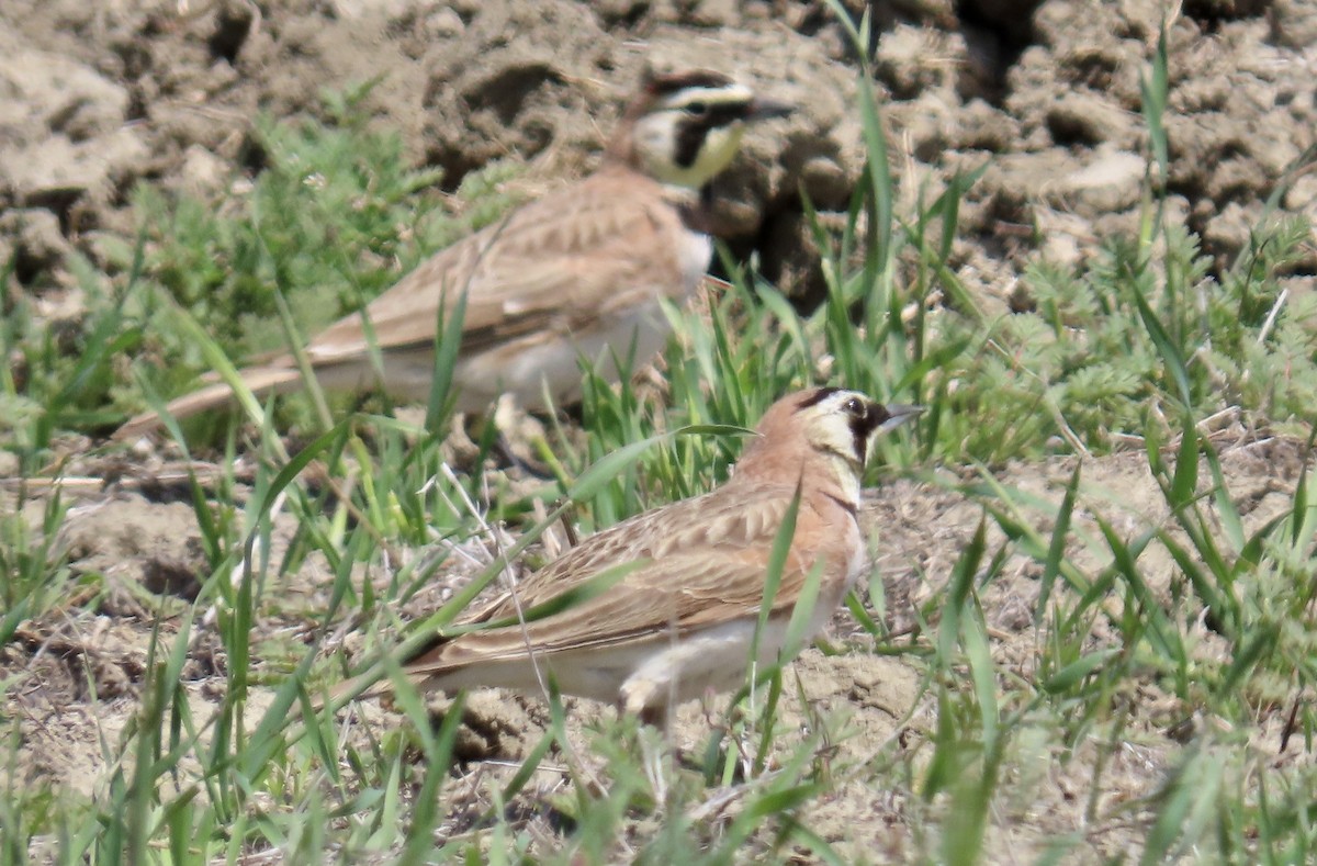 Horned Lark - ML645040453