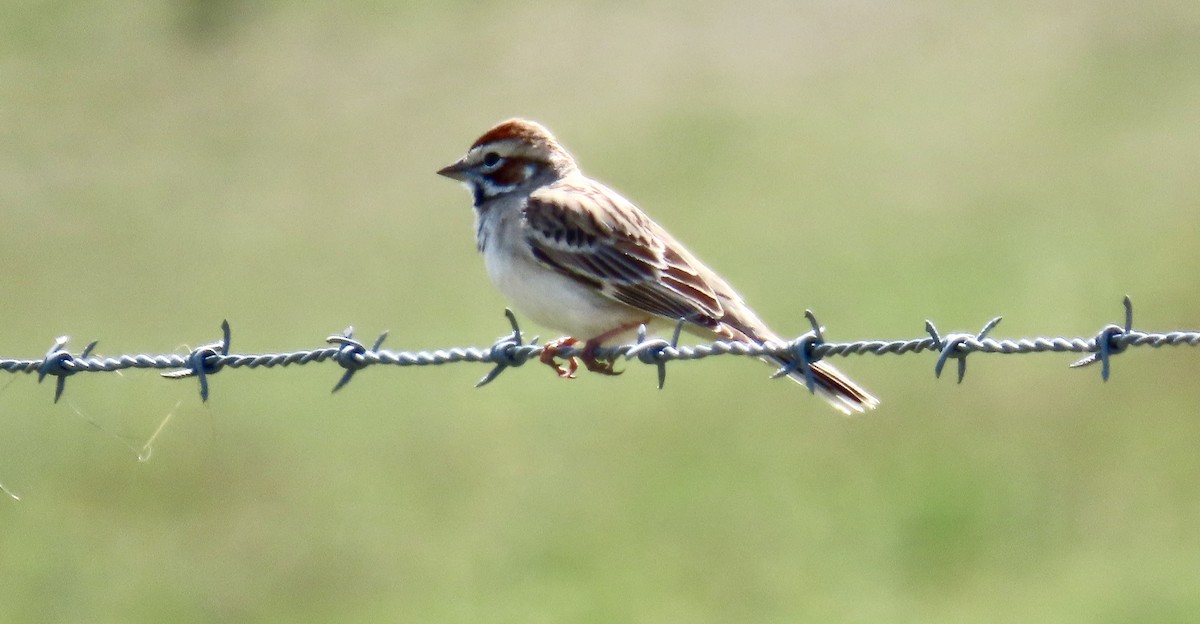 Lark Sparrow - ML645040484