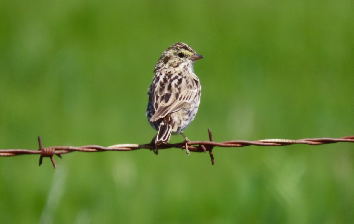 Пасовник савановий - ML645040495