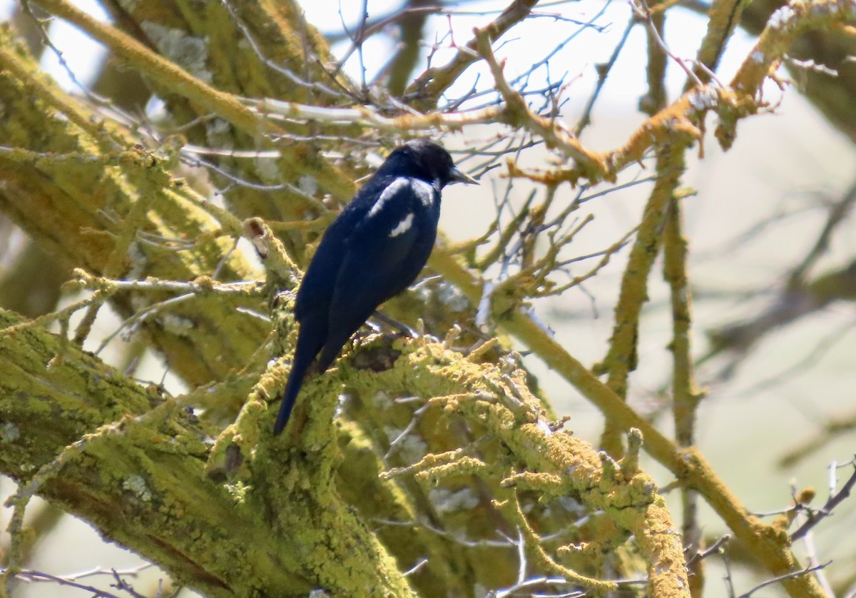Tricolored Blackbird - ML645040500