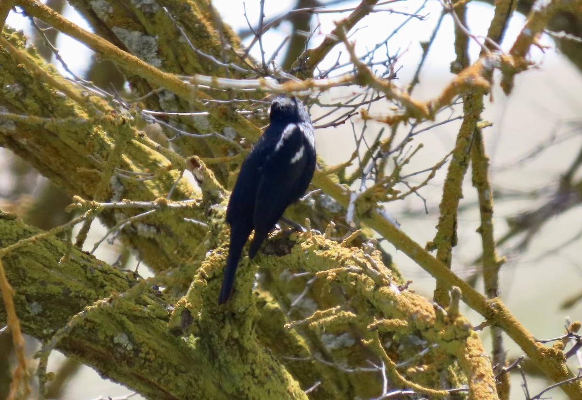 Tricolored Blackbird - ML645040501