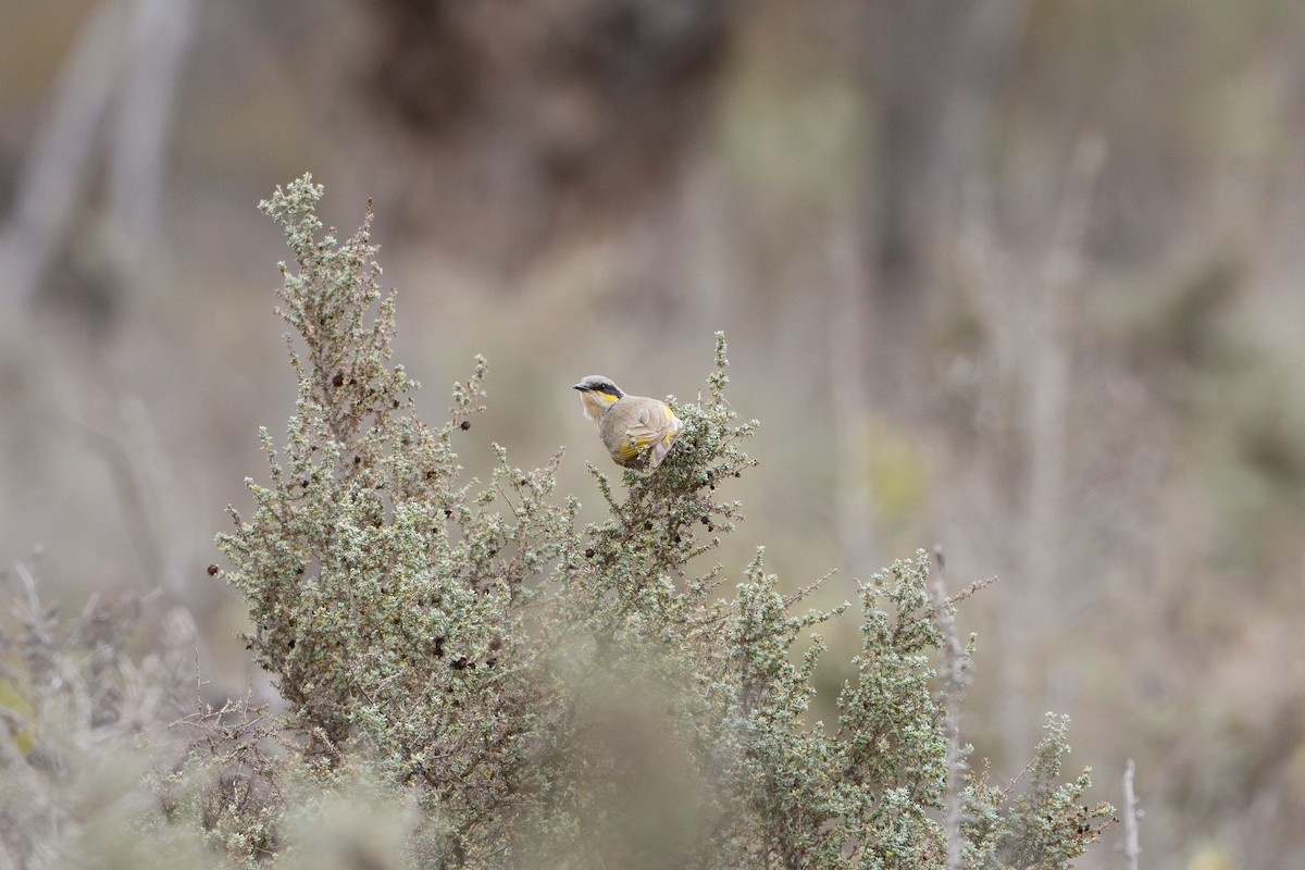 medosavka zpěvná - ML645040509