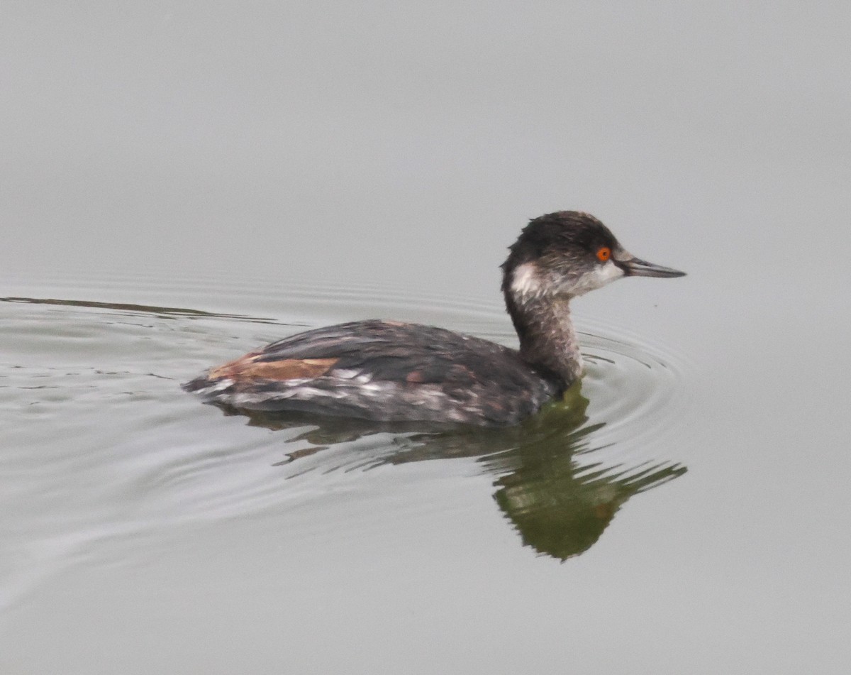 黑頸鸊鷉 - ML645040511