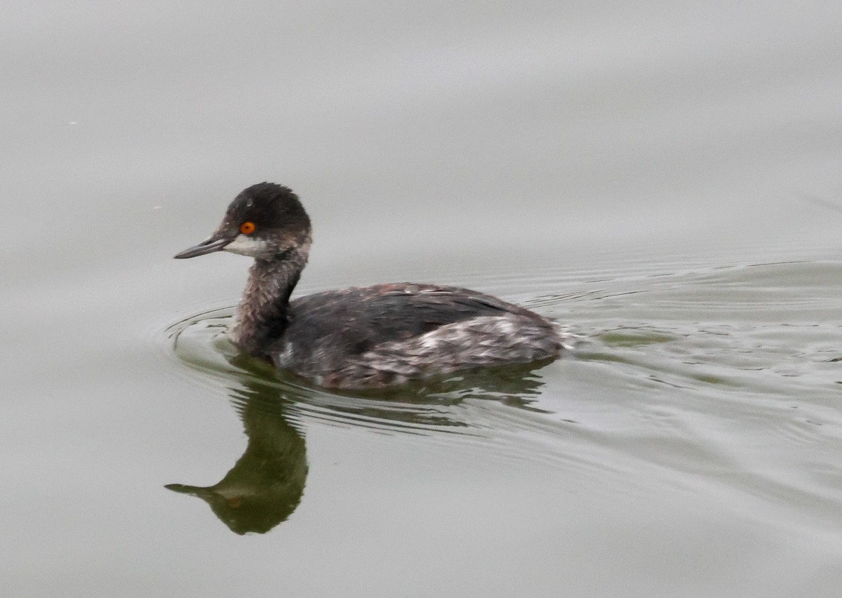 黑頸鸊鷉 - ML645040512