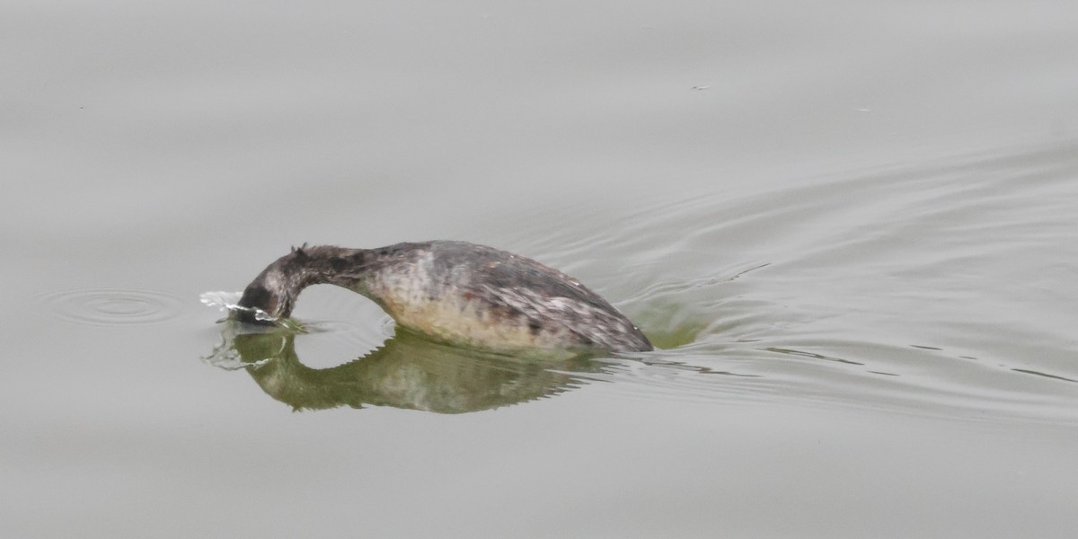 黑頸鸊鷉 - ML645040513