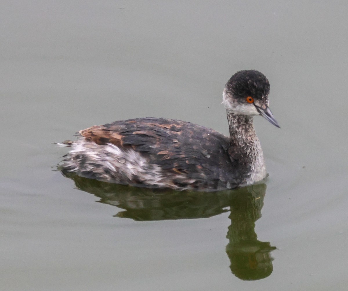 黑頸鸊鷉 - ML645040514