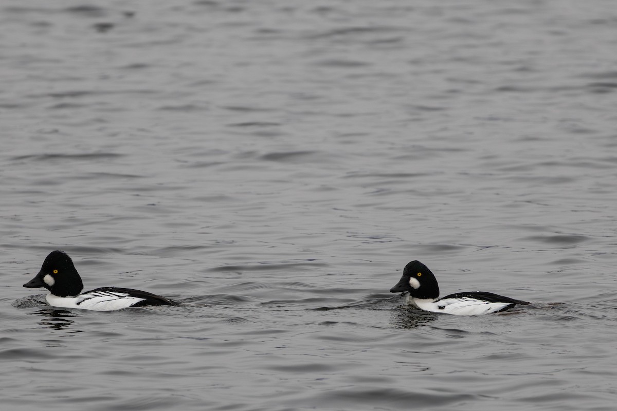 Common Goldeneye - ML645040518