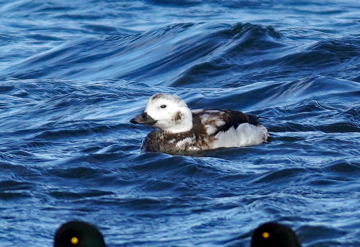 Long-tailed Duck - ML645040526