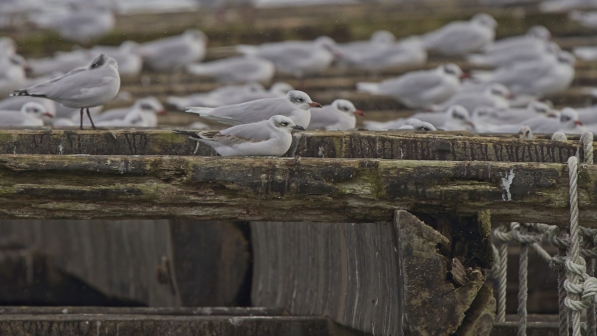 ニシズグロカモメ - ML645040532