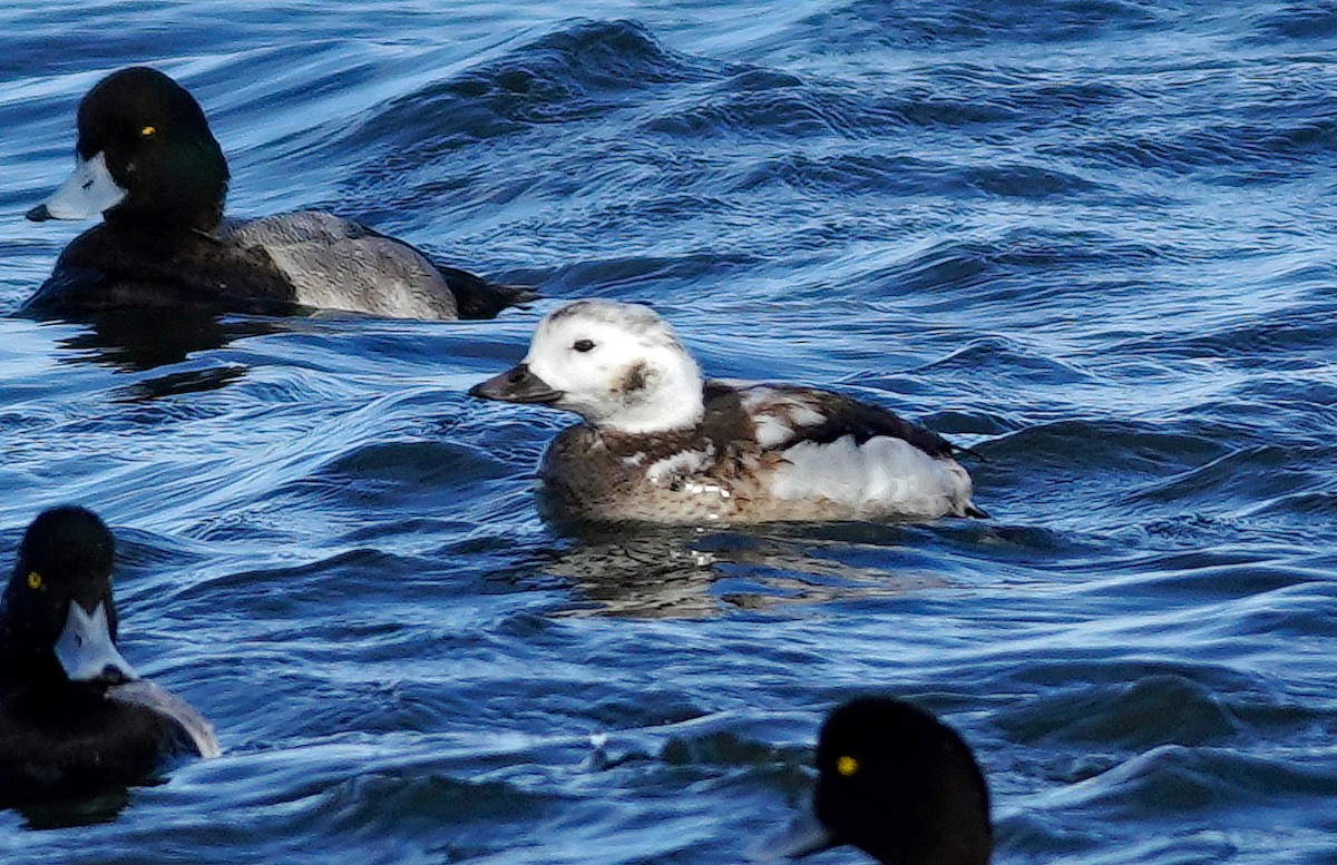 Long-tailed Duck - ML645040533