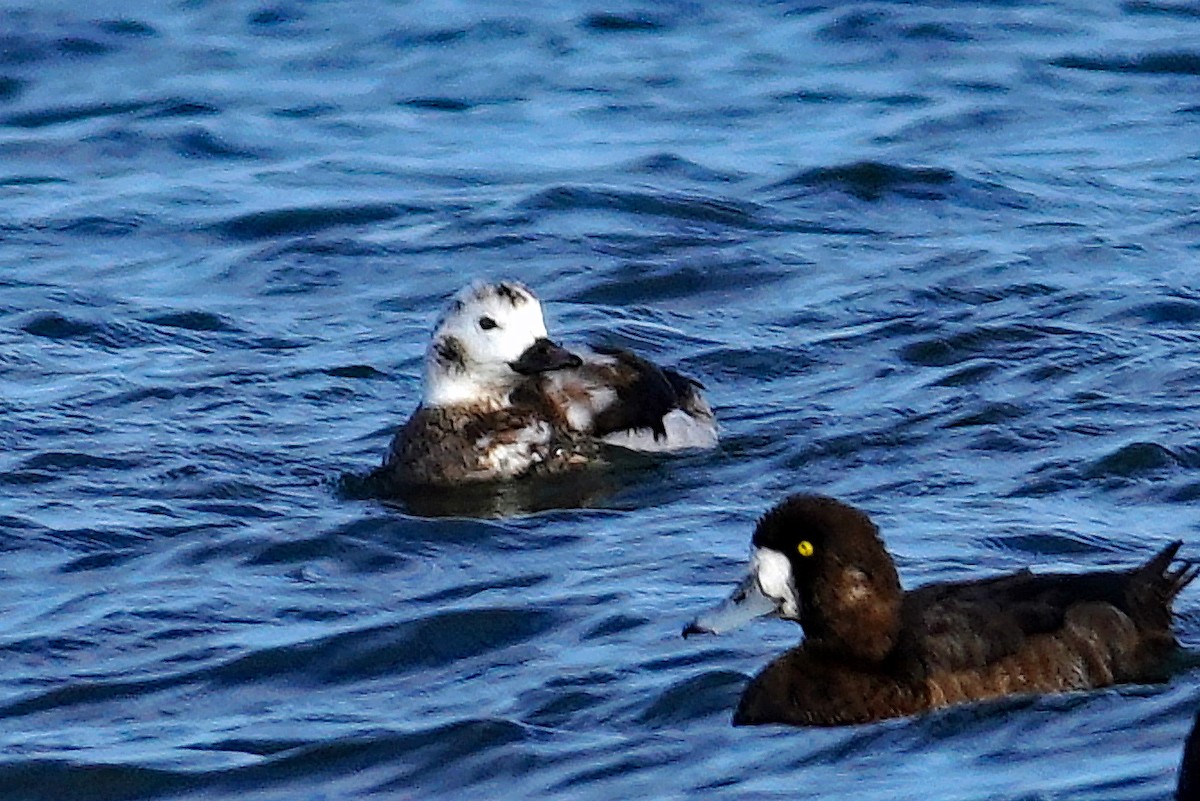 Long-tailed Duck - ML645040535