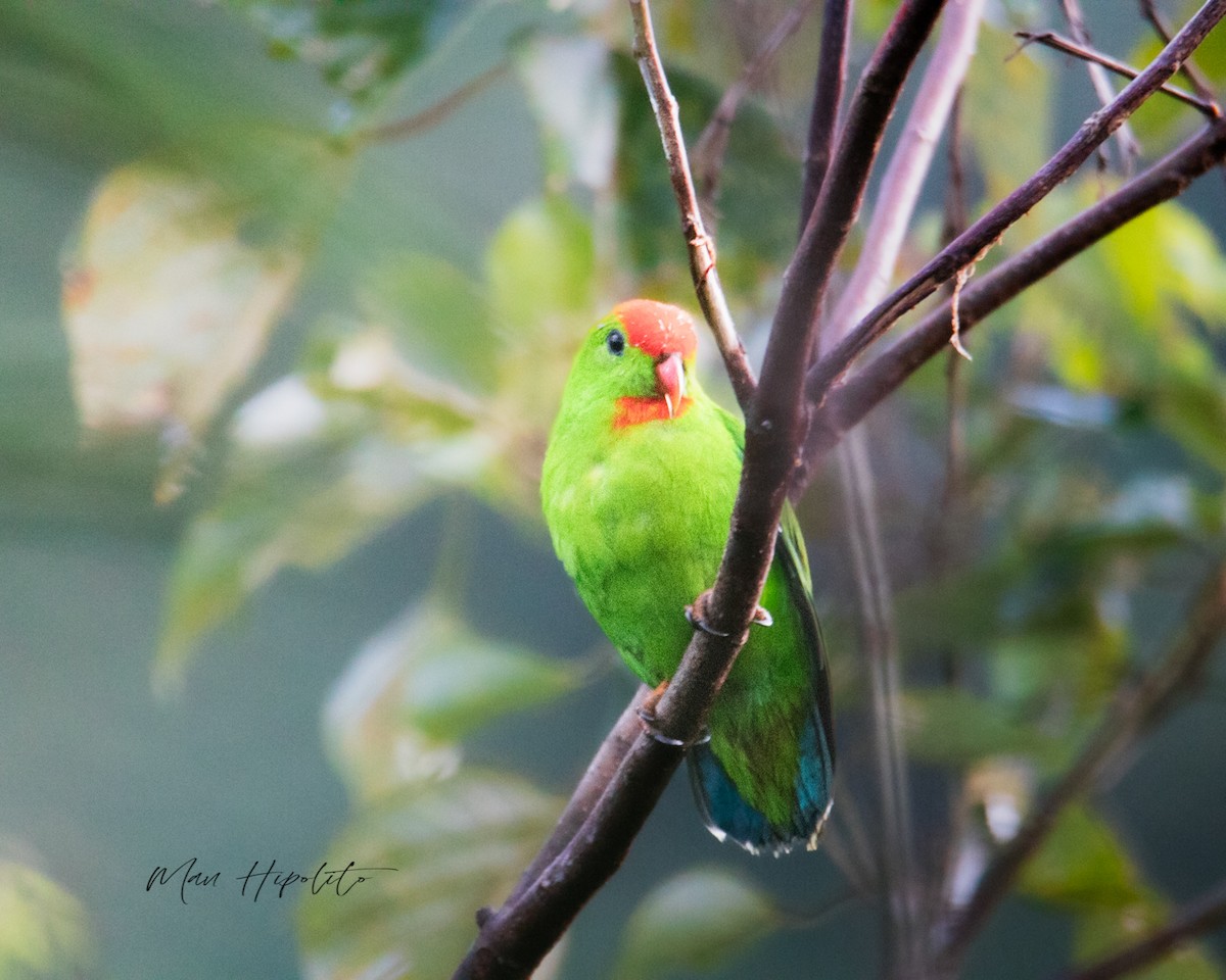 Philippine Hanging-Parrot - ML645040571