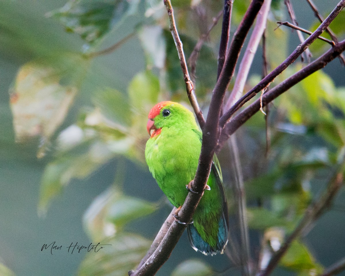 Philippine Hanging-Parrot - ML645040572