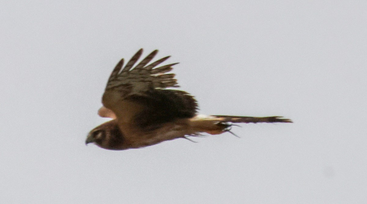 Лунь американський - ML645040580