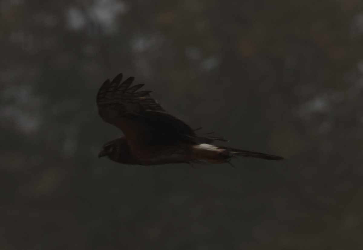 Лунь американський - ML645040581