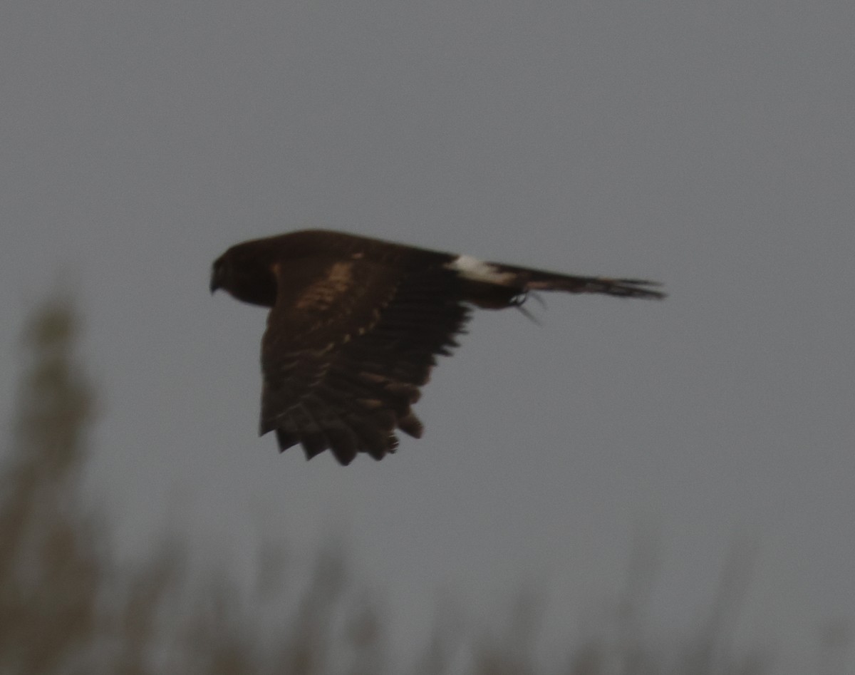 Лунь американський - ML645040582