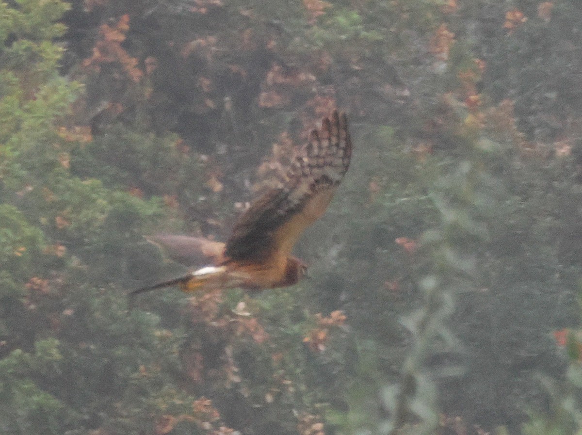 Лунь американський - ML645040585