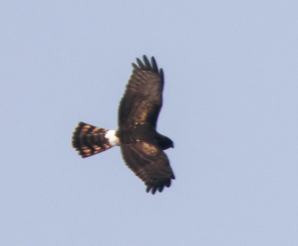 Лунь американський - ML645040586