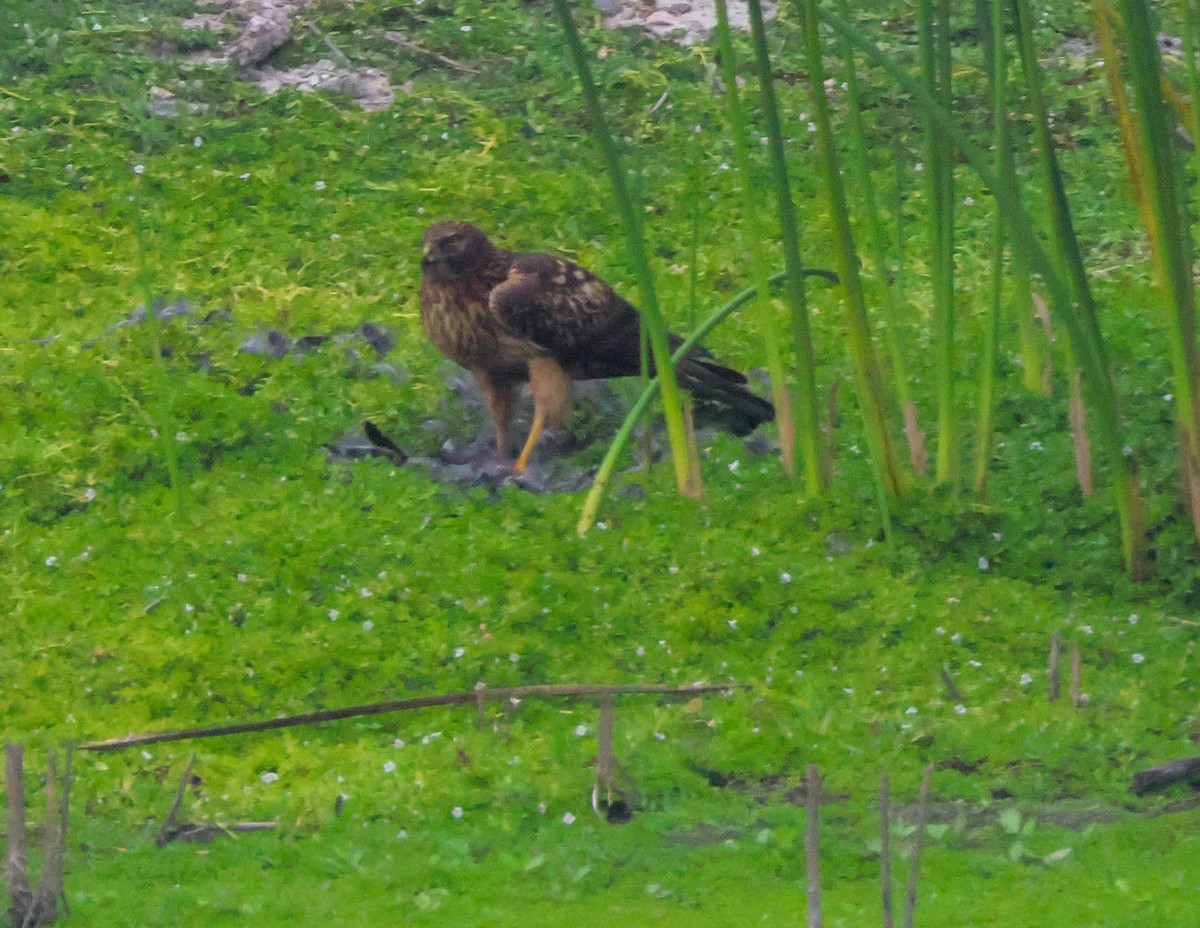 Лунь американський - ML645040587