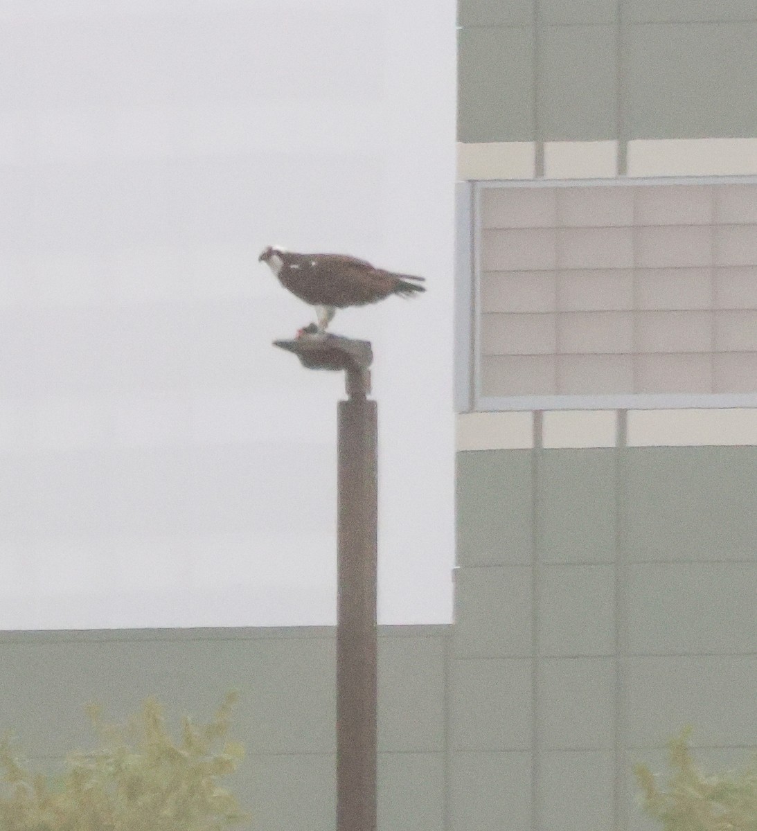 Osprey - ML645040603