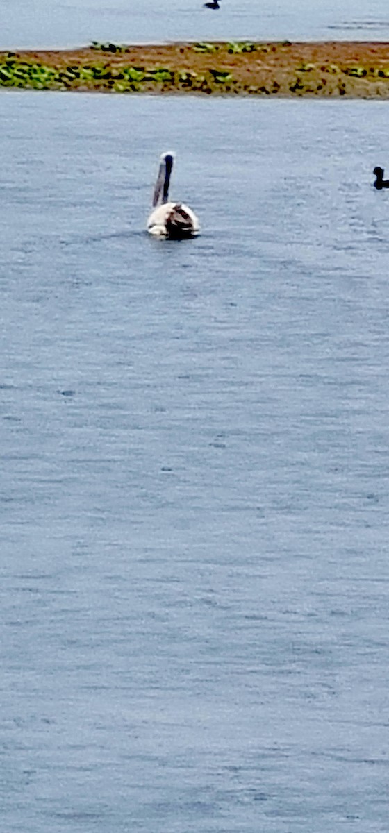 Pelícano Oriental - ML645040607