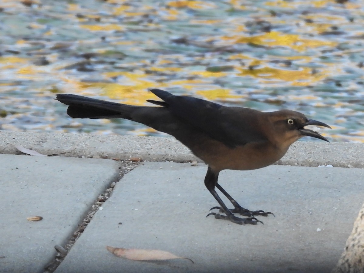 Great-tailed Grackle - ML645040614