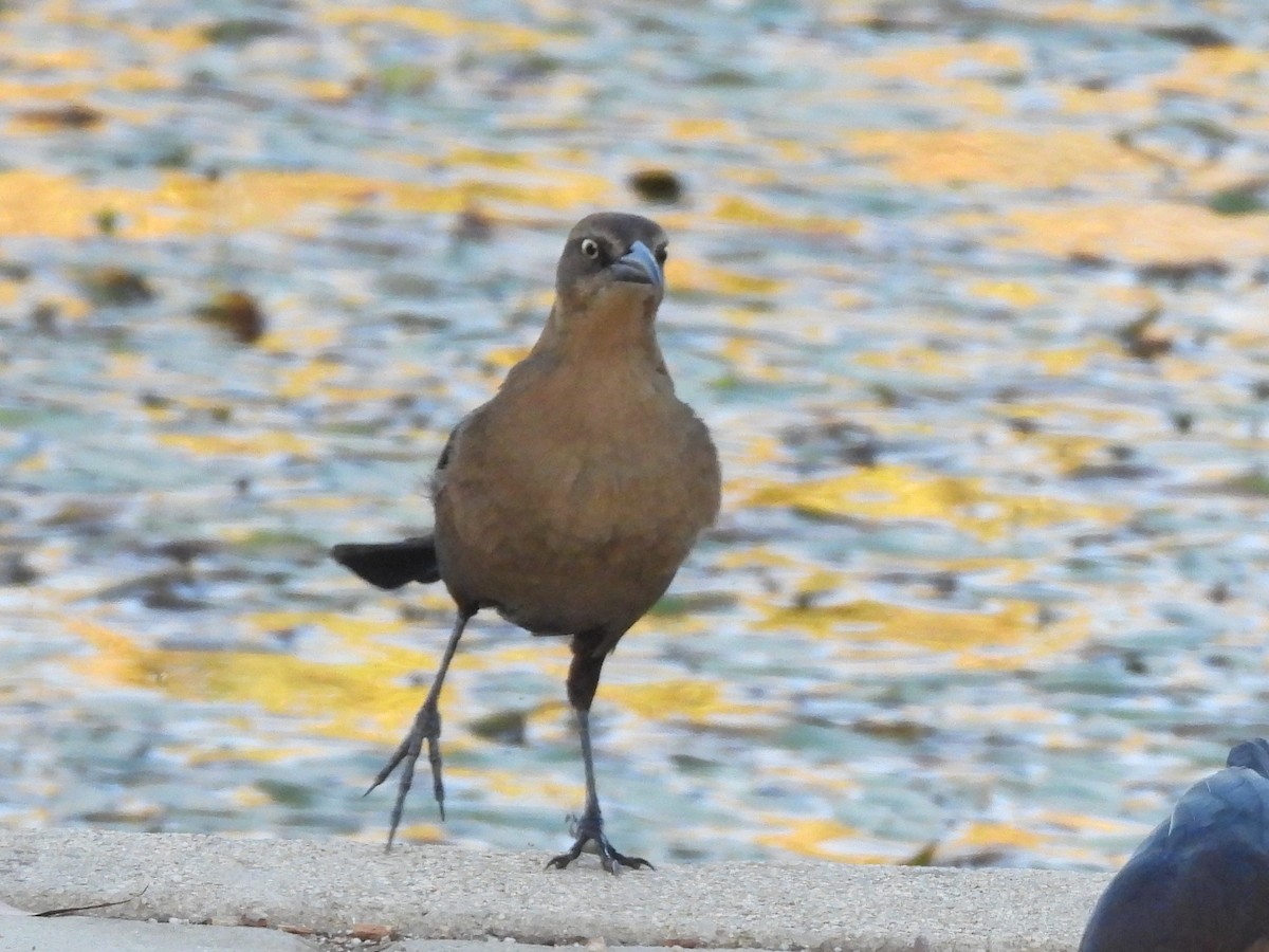 Great-tailed Grackle - ML645040615