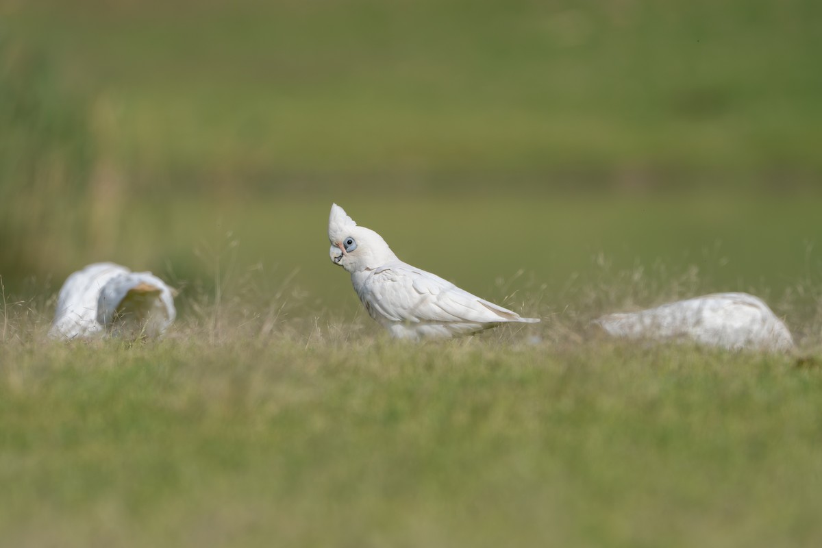 kakadu naholící - ML645040618