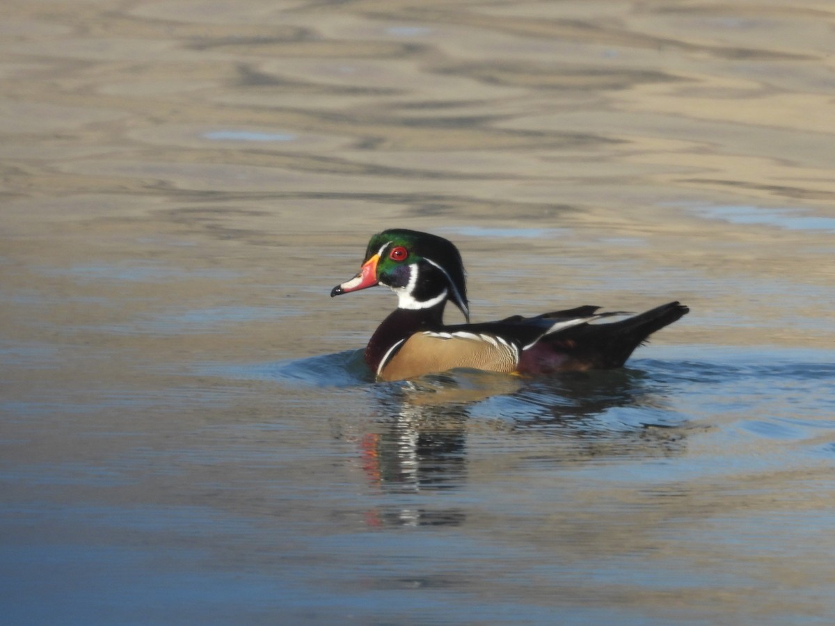 Wood Duck - ML645040620