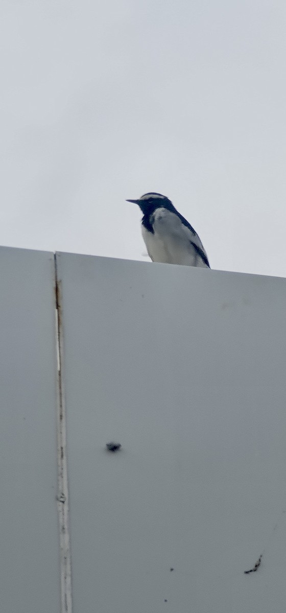 Bergeronnette indienne - ML645040626