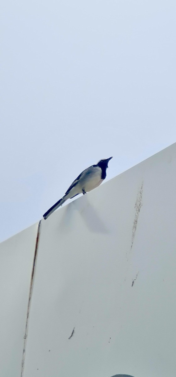 Bergeronnette indienne - ML645040627