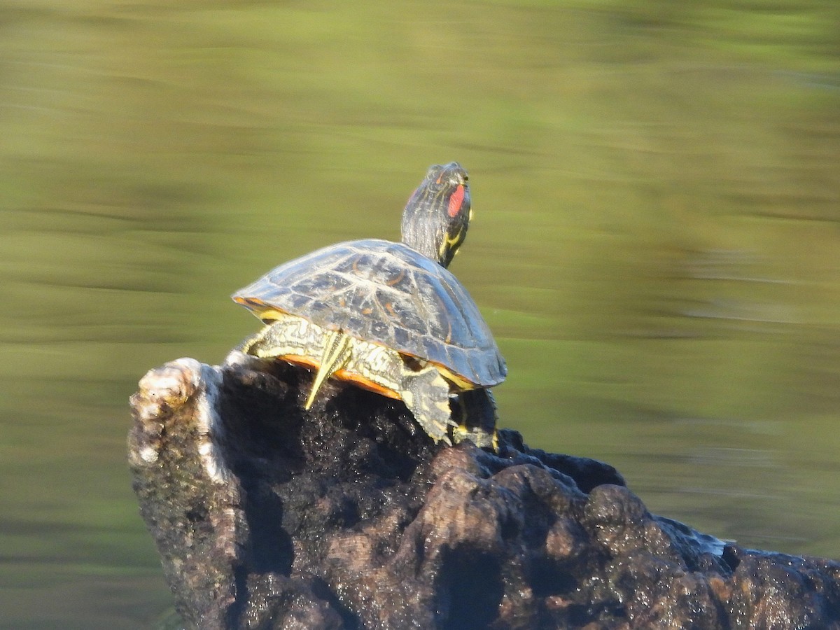 Painted Turtles - ML645040632