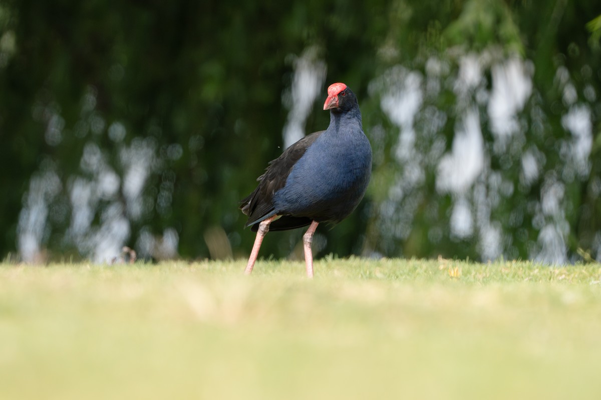 slípka australasijská - ML645040636