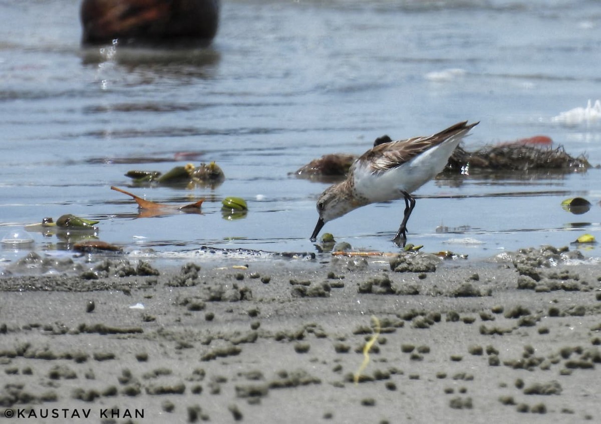 Red-necked/Little Stint - ML645040638
