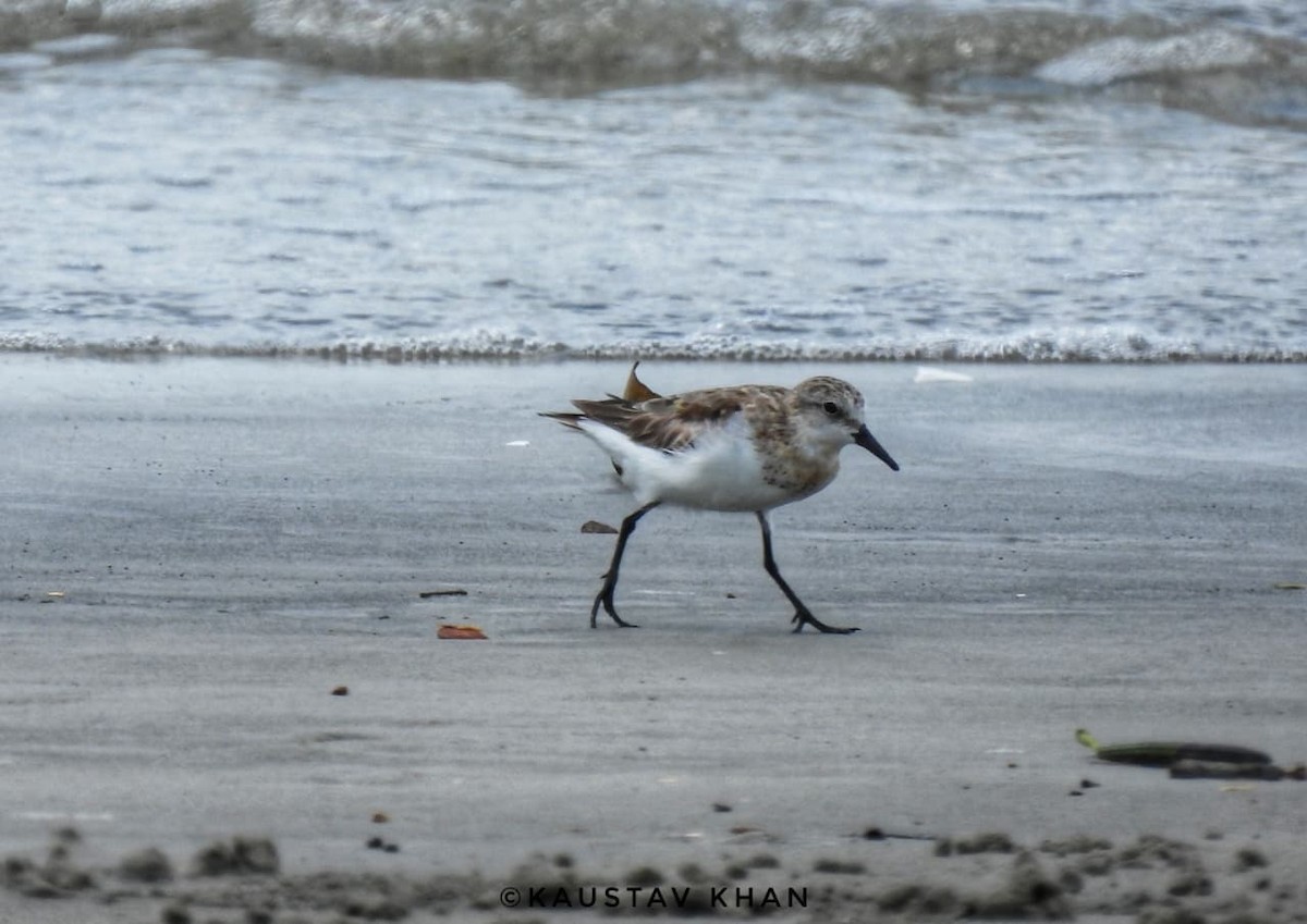 Red-necked/Little Stint - ML645040639