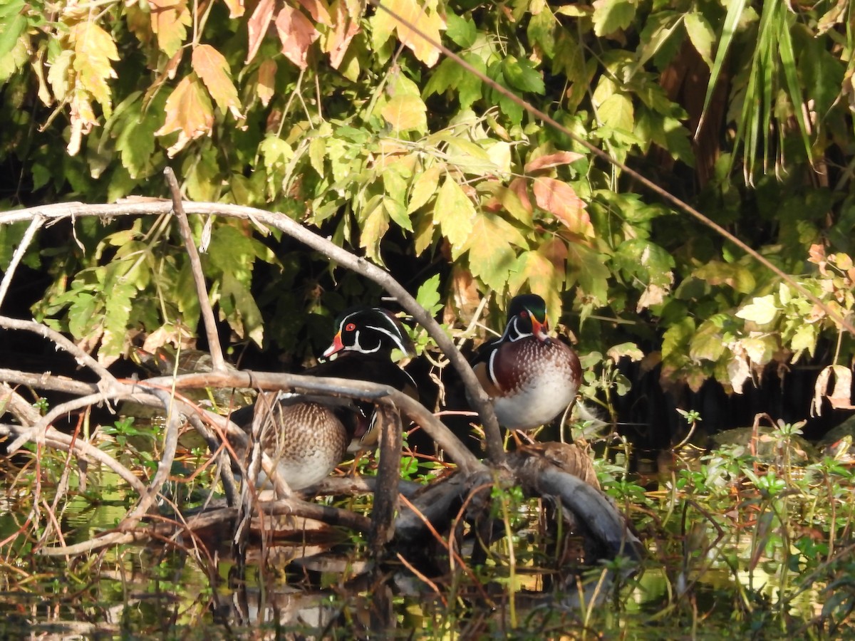 Wood Duck - ML645040645