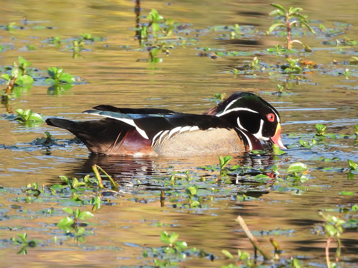 Wood Duck - ML645040646