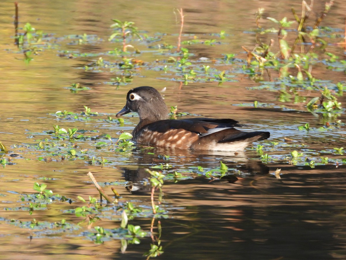 Wood Duck - ML645040647