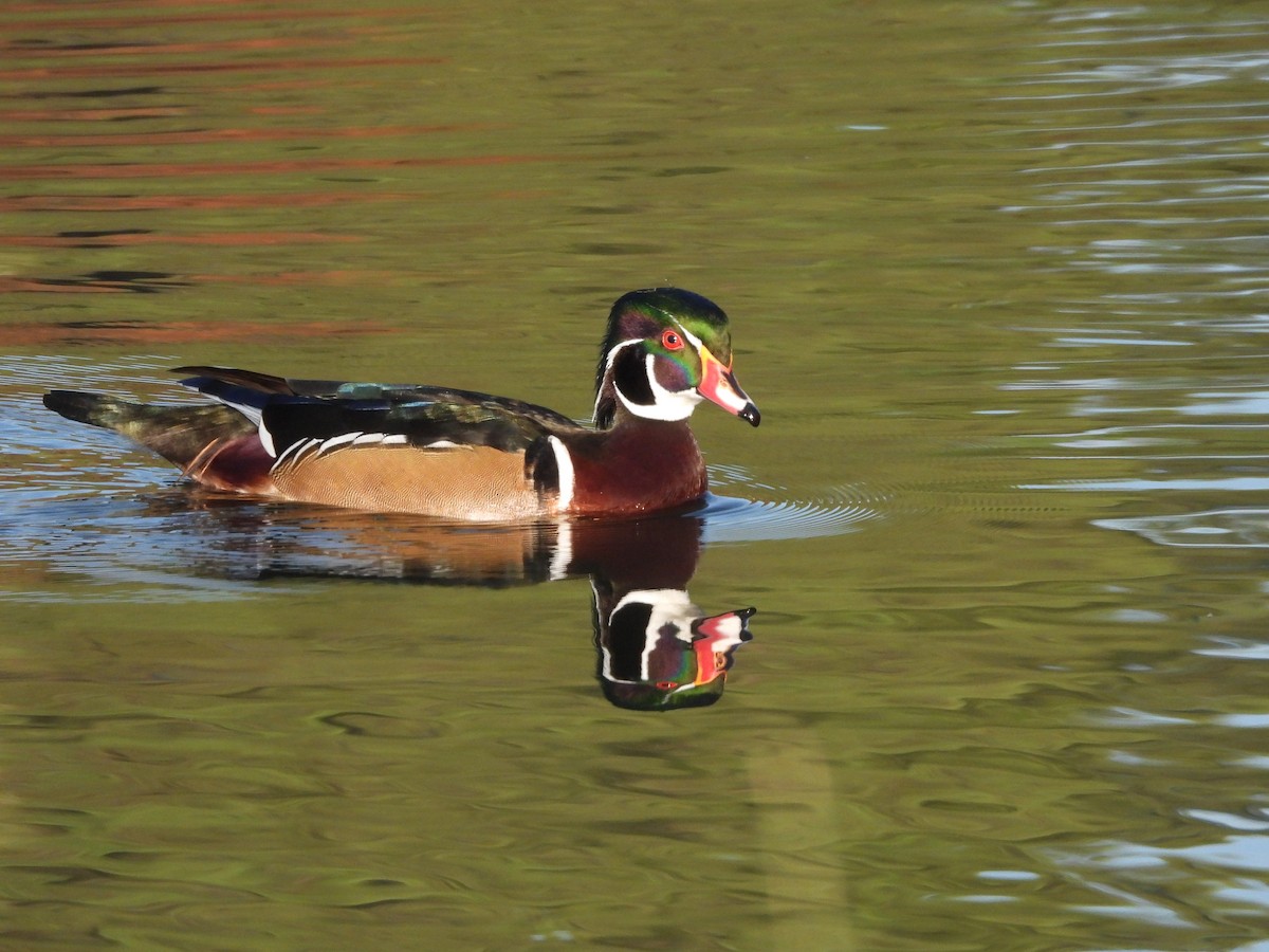 Wood Duck - ML645040648