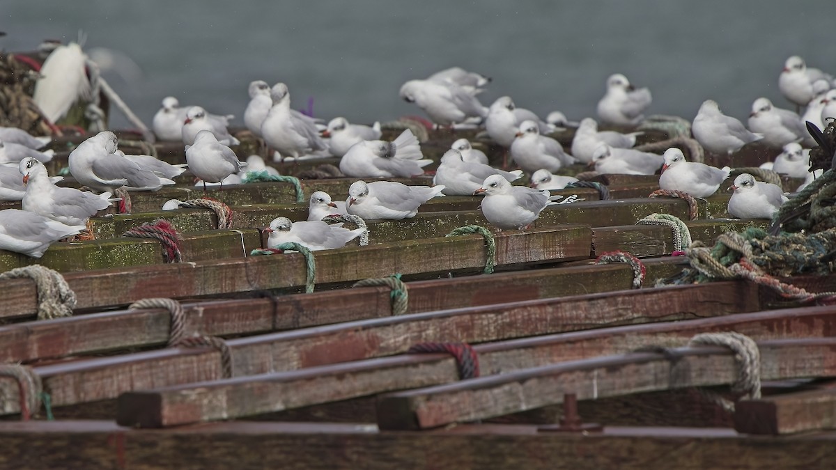 ニシズグロカモメ - ML645040671