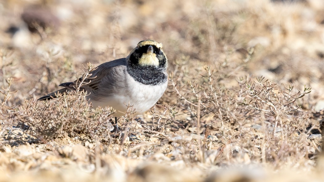 Horned Lark - ML645040673