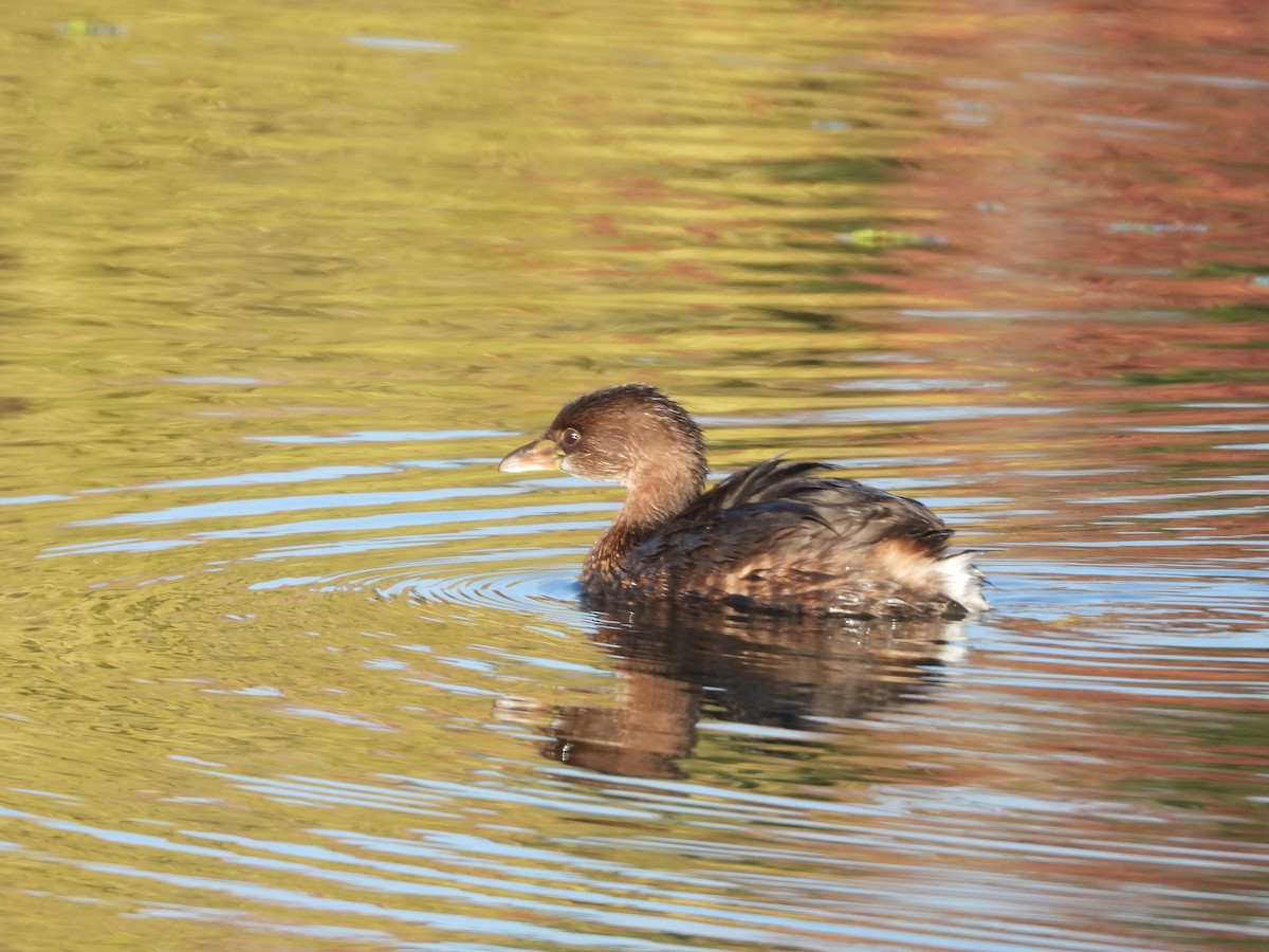 Pied-billed Grebe - ML645040703